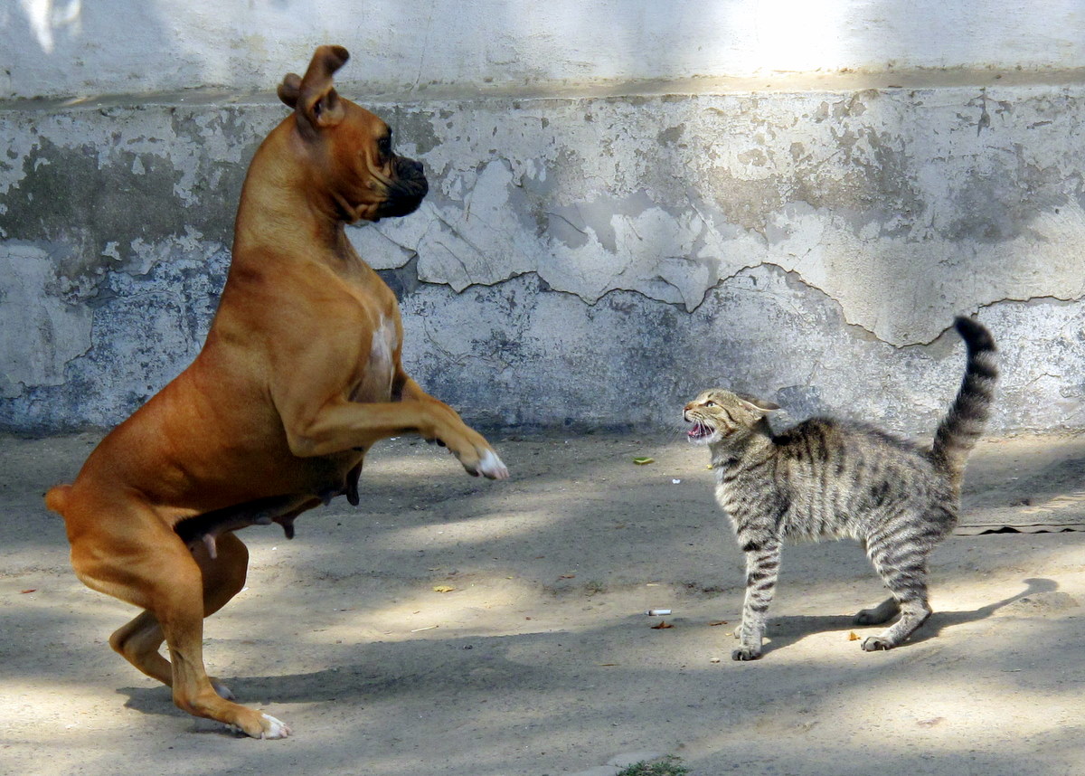 Rüyada Evde Kedi İle Köpek Hayvanların Kavgası Çıktığını Görmek